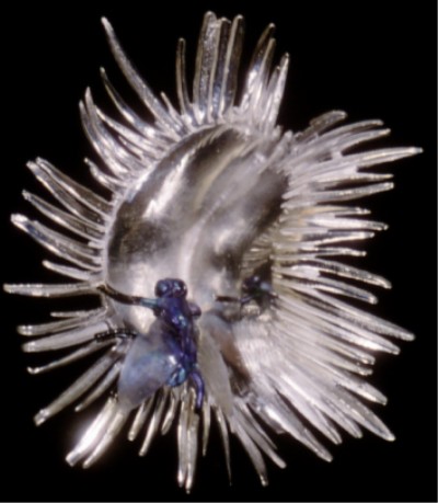 Sea Urchin Broach
